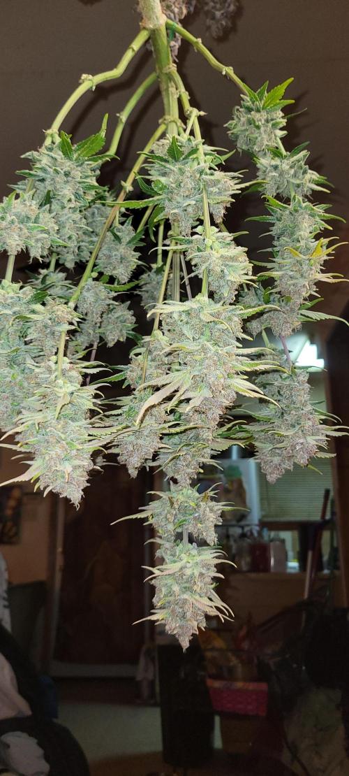 Strawberry Gorilla 🍓🌹. Week 9