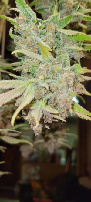 Comment by PavementPunk photo #1