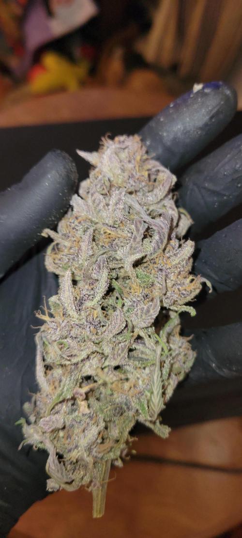 Lemon Cherry Cookies. Week 9