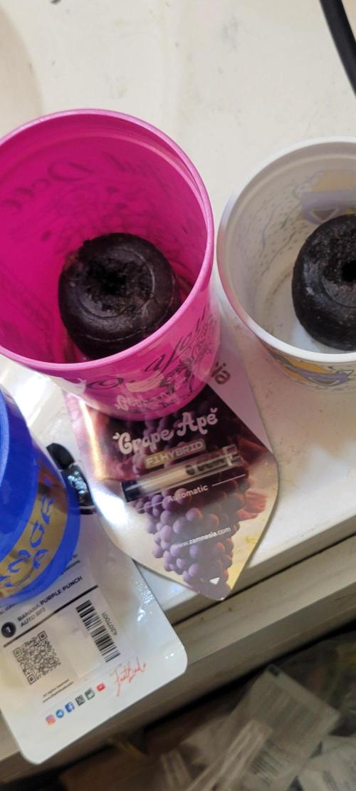 Grape Ape F1 Zamnesia. Week 0