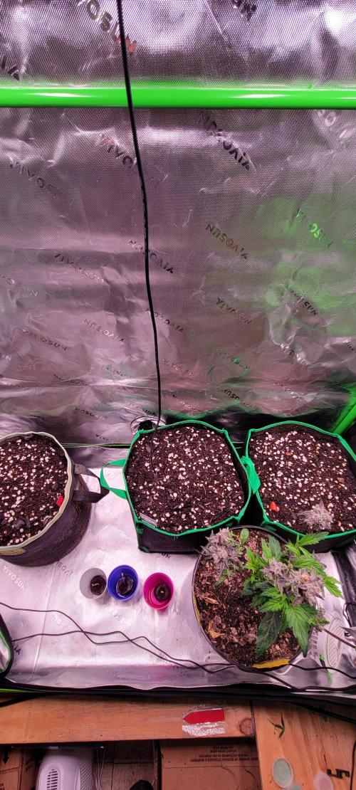 Grape Ape F1 Zamnesia. Week 0