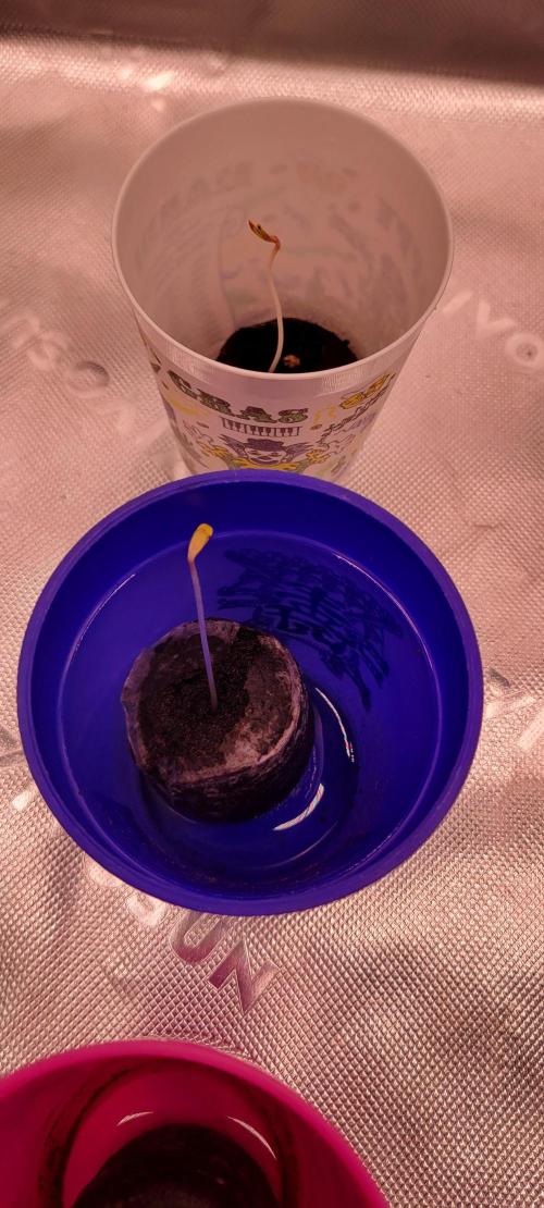 Banana Purple Punch RF3🍌👊. Week 0