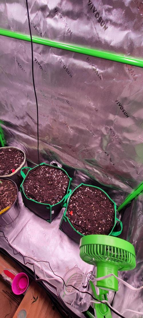 Banana Purple Punch RF3🍌👊. Week 0