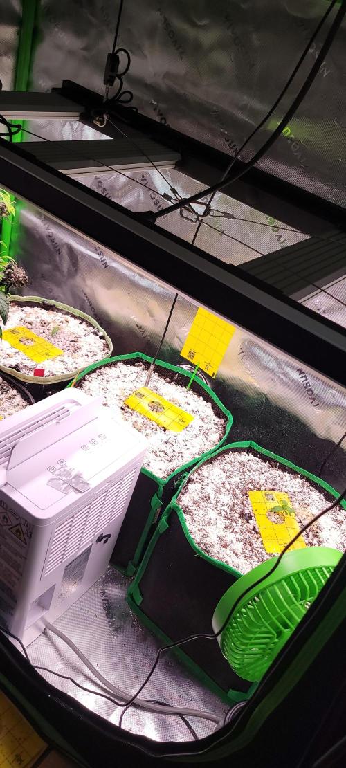 Banana Purple Punch RF3🍌👊. Week 1