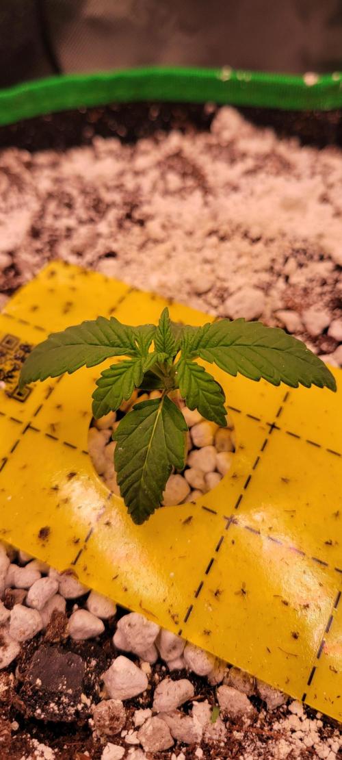 Banana Purple Punch RF3🍌👊. Week 1