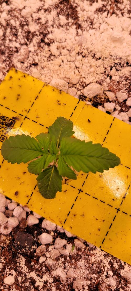 Banana Purple Punch RF3🍌👊. Week 1