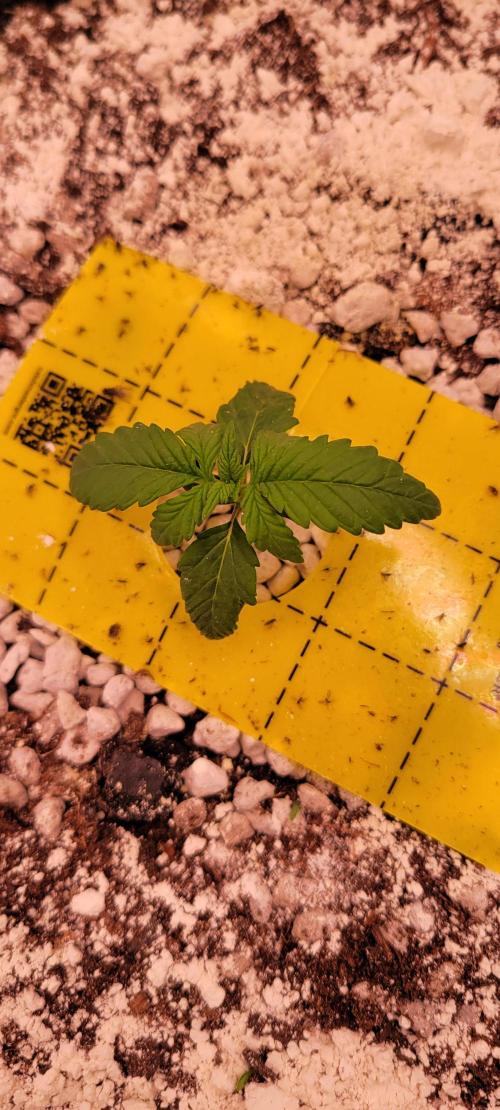 Banana Purple Punch RF3🍌👊. Week 1