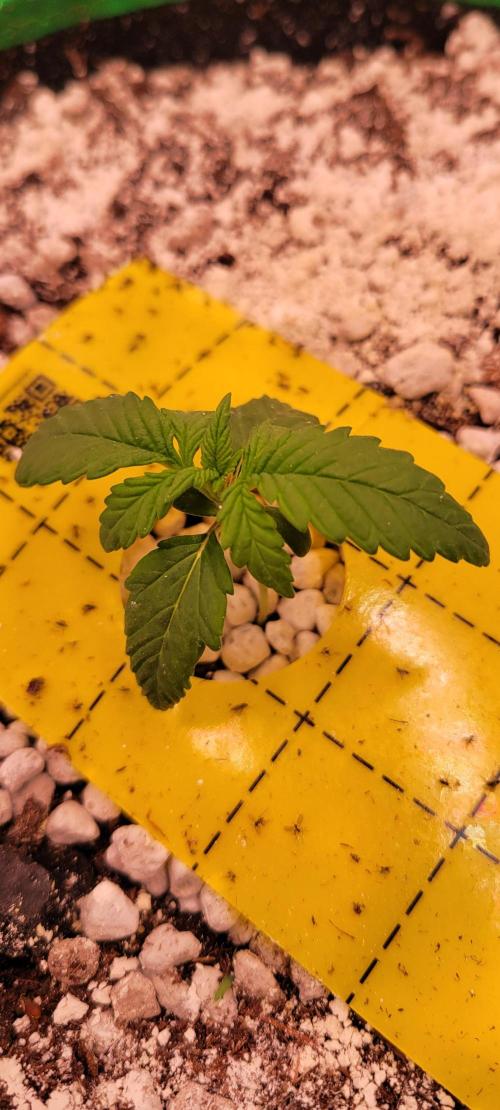 Banana Purple Punch RF3🍌👊. Week 1