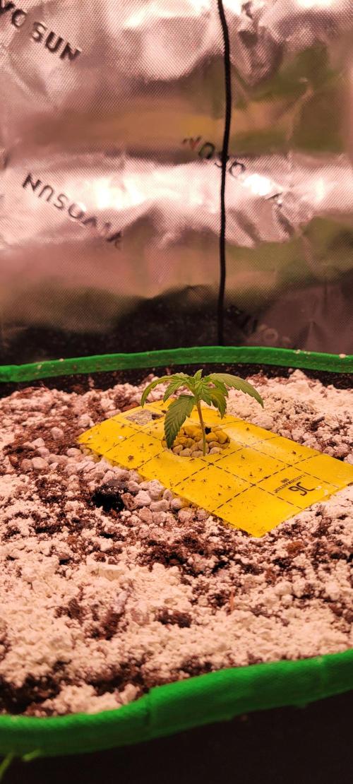 Banana Purple Punch RF3🍌👊. Week 1