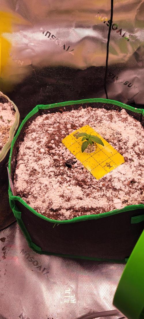 Banana Purple Punch RF3🍌👊. Week 1