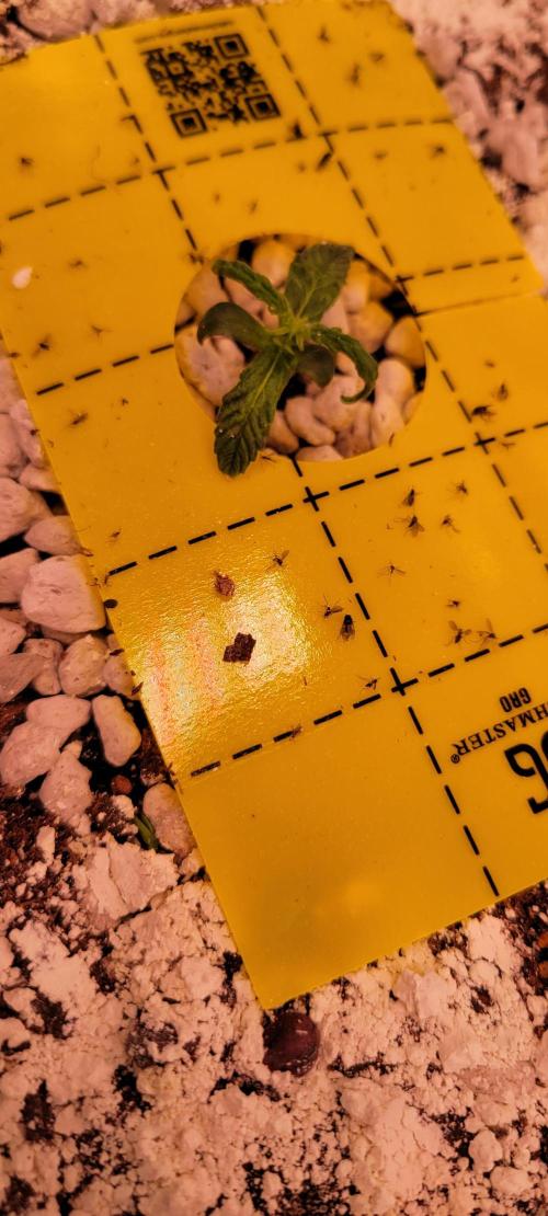 Grape Ape F1 Zamnesia. Week 1