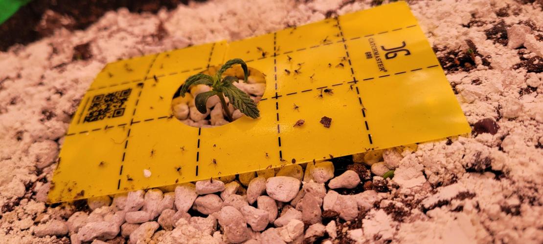 Grape Ape F1 Zamnesia. Week 1