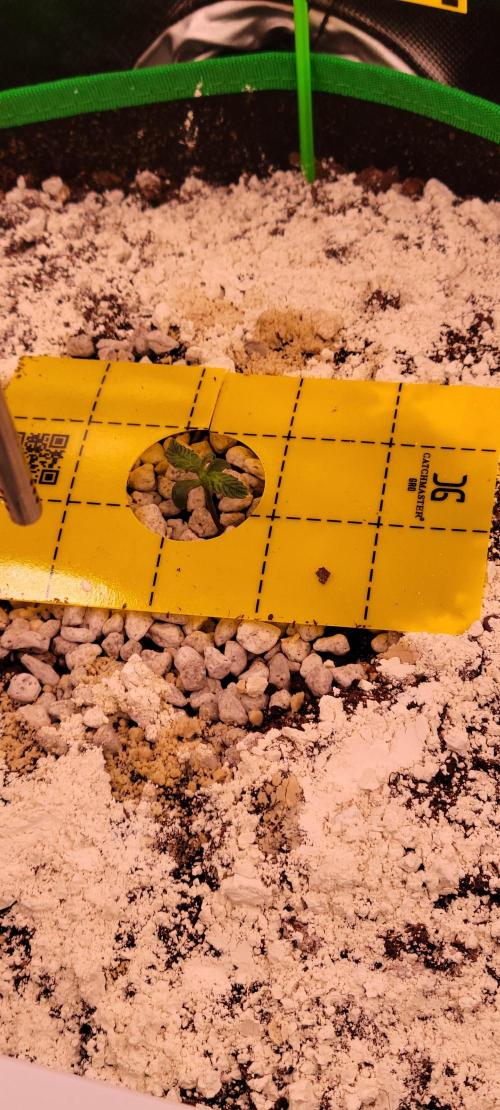 Grape Ape F1 Zamnesia. Week 1