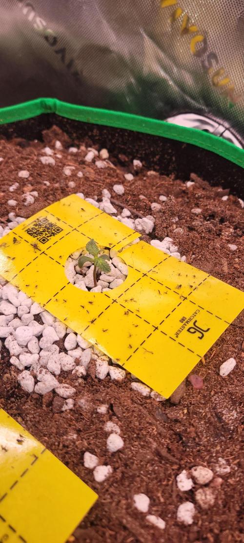 Grape Ape F1 Zamnesia. Week 1