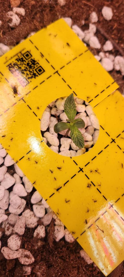 Grape Ape F1 Zamnesia. Week 1