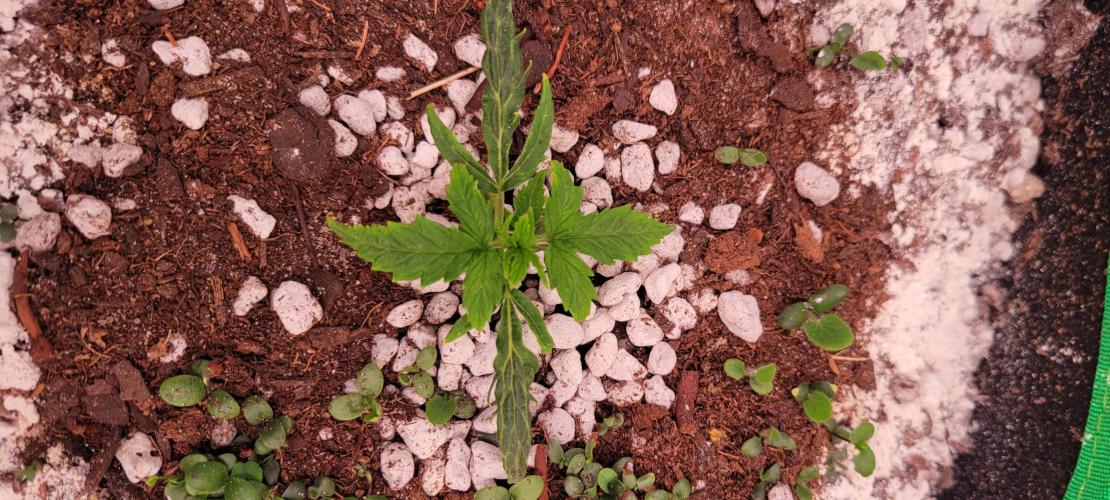 Grape Ape F1 Zamnesia. Week 2