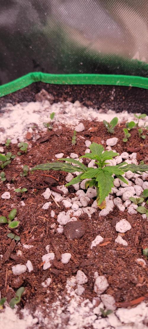 Grape Ape F1 Zamnesia. Week 2