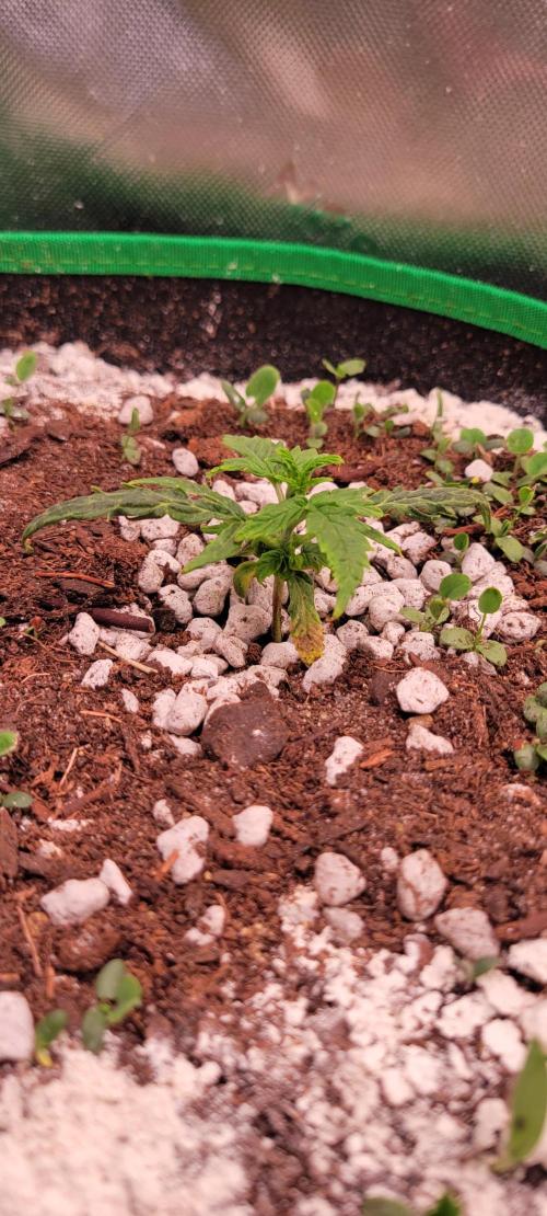 Grape Ape F1 Zamnesia. Week 2