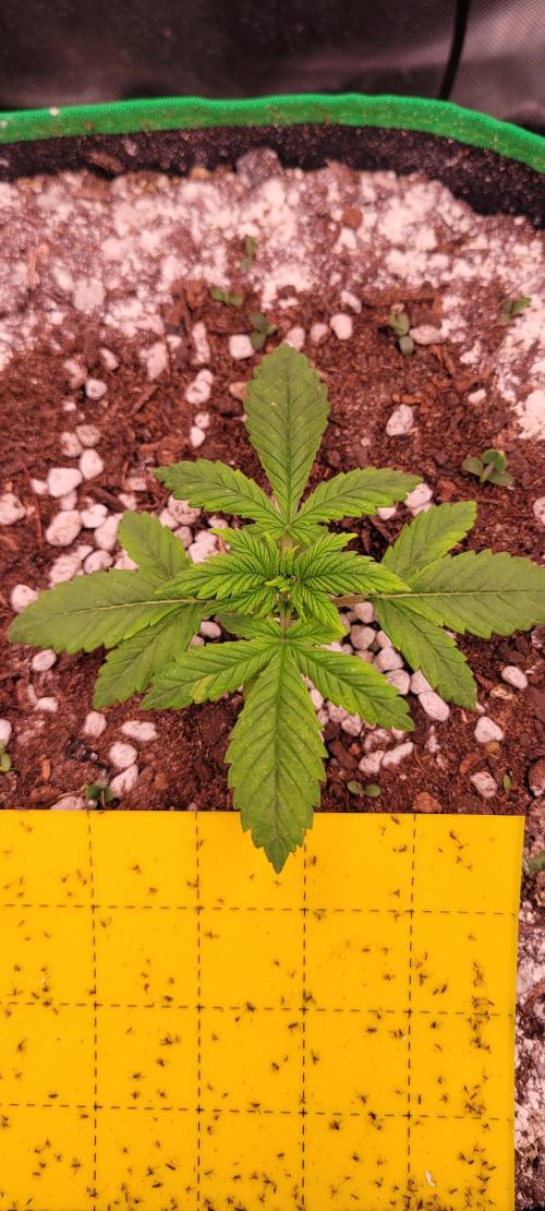 Banana Purple Punch RF3🍌👊. Week 2