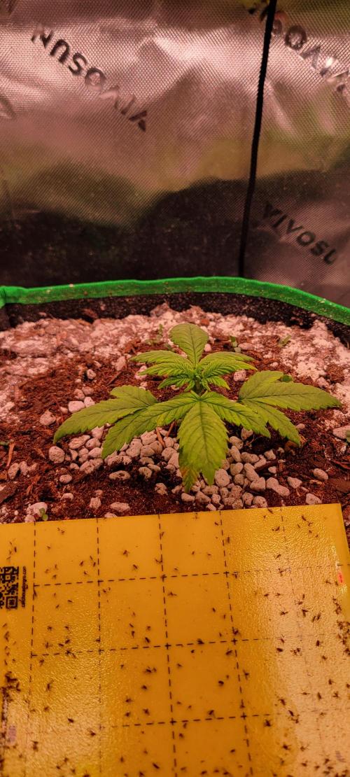 Banana Purple Punch RF3🍌👊. Week 2