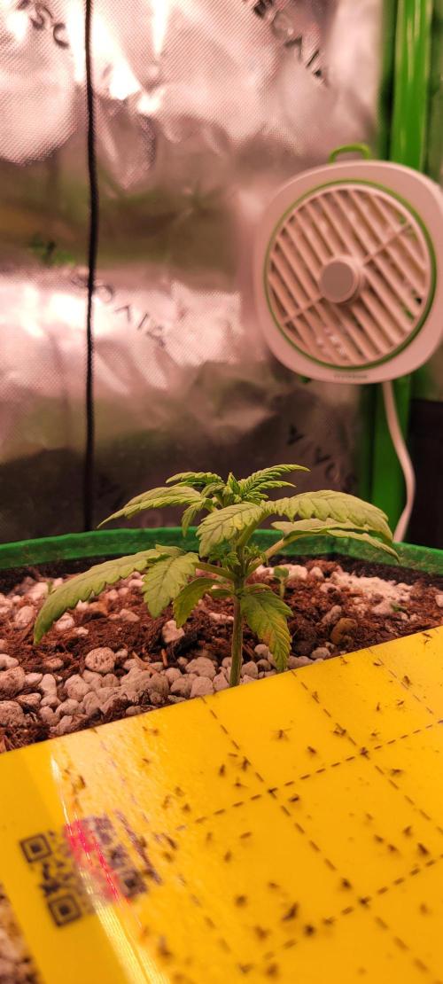 Banana Purple Punch RF3🍌👊. Week 2