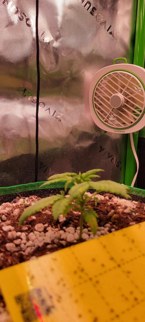 Banana Purple Punch RF3🍌👊. Week 2