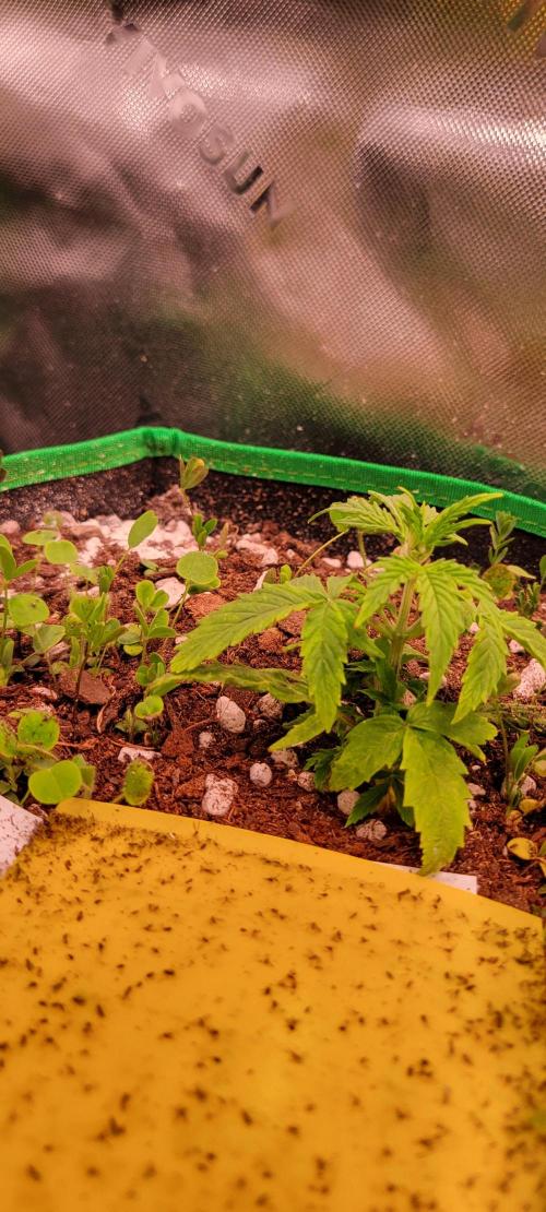 Grape Ape F1 Zamnesia. Week 3