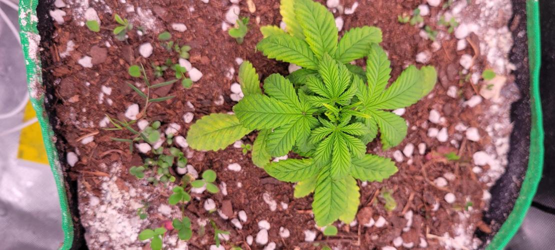 Banana Purple Punch RF3🍌👊. Week 3