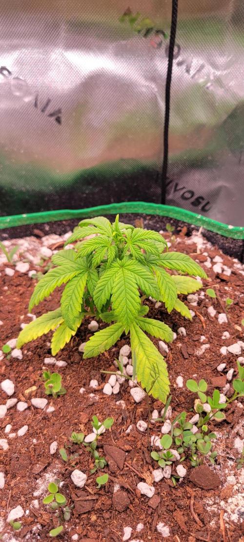 Banana Purple Punch RF3🍌👊. Week 3