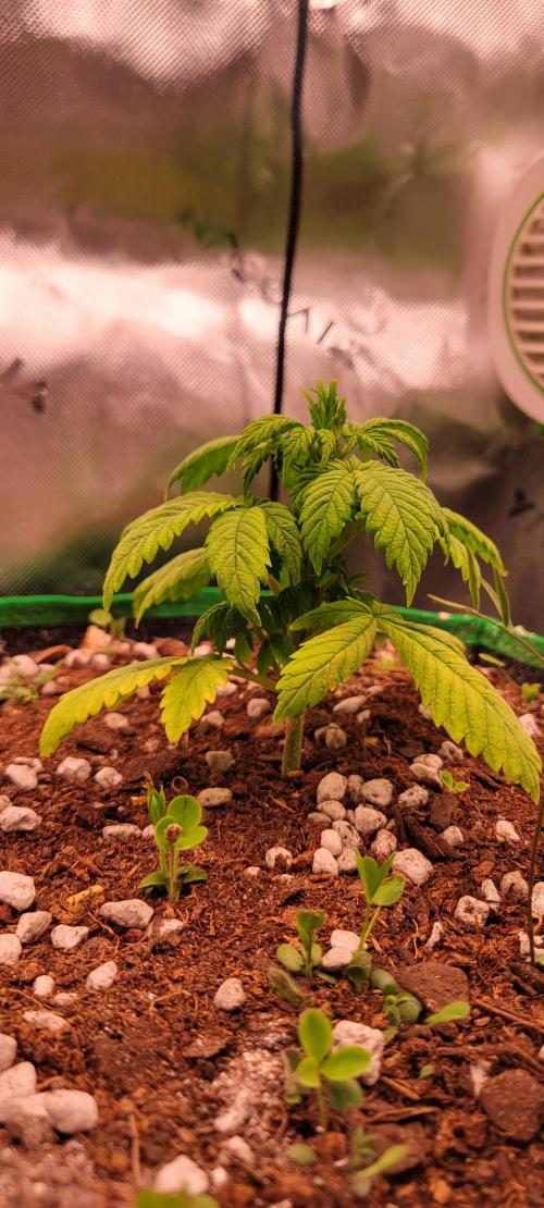 Banana Purple Punch RF3🍌👊. Week 3