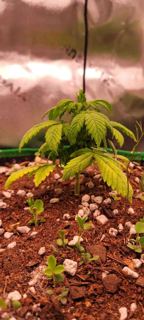 Banana Purple Punch RF3🍌👊. Week 3