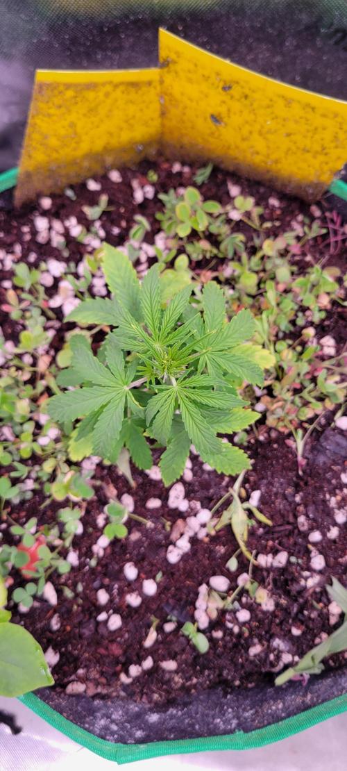 Grape Ape F1 Zamnesia. Week 4