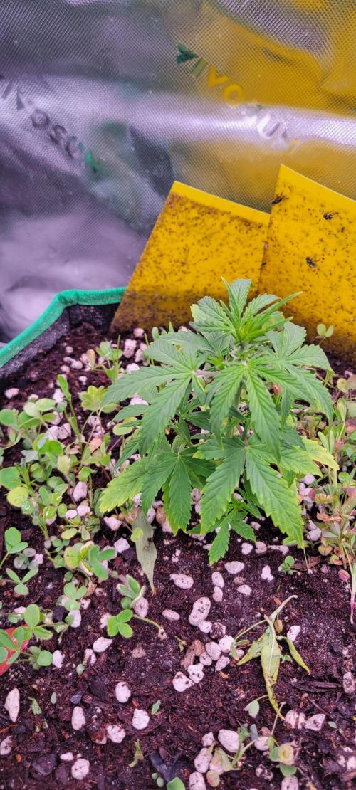 Grape Ape F1 Zamnesia. Week 4