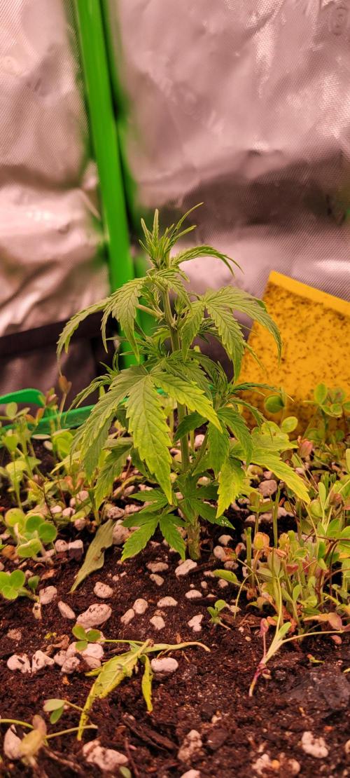 Grape Ape F1 Zamnesia. Week 4