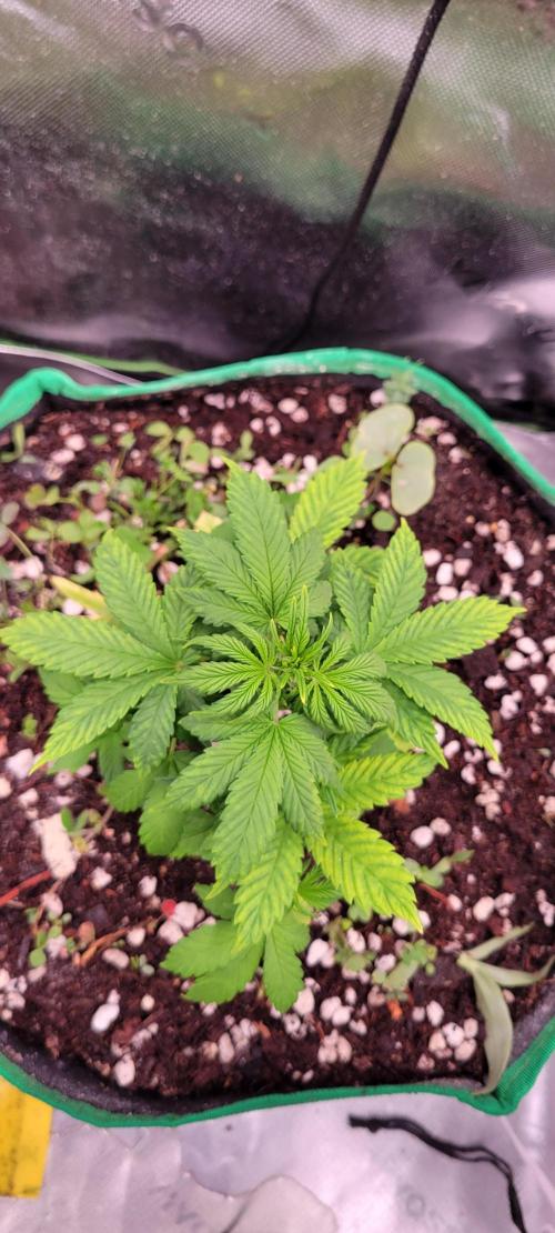 Banana Purple Punch RF3🍌👊. Week 4