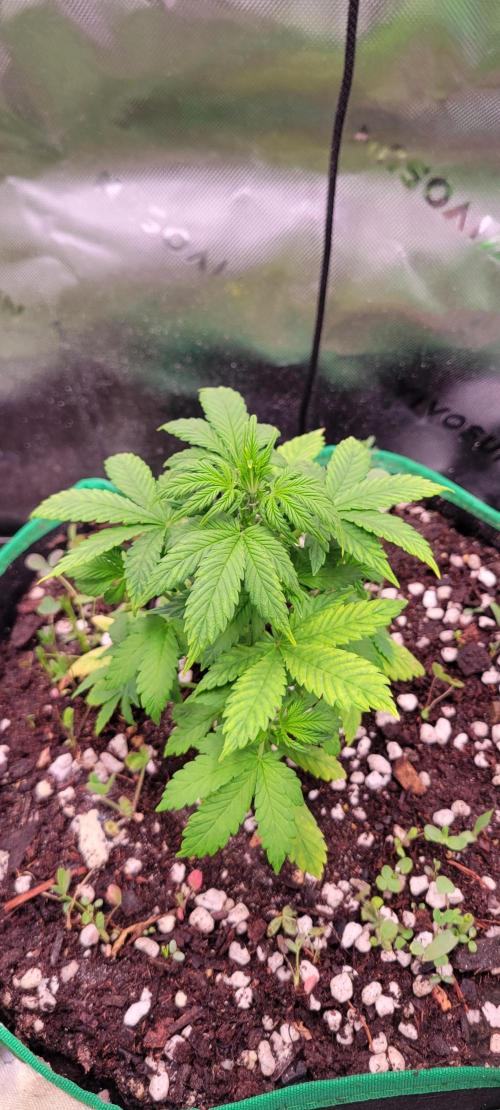 Banana Purple Punch RF3🍌👊. Week 4