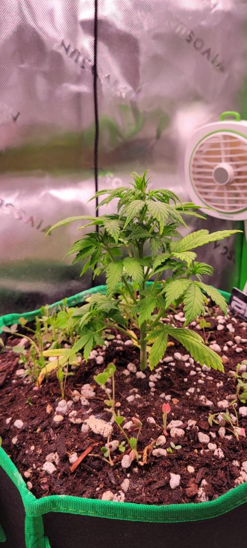 Banana Purple Punch RF3🍌👊. Week 4