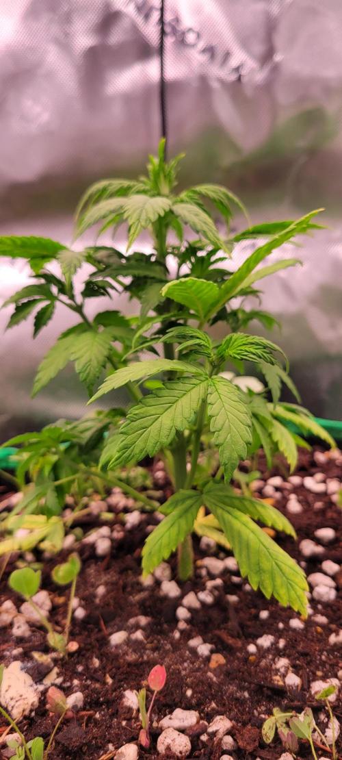 Banana Purple Punch RF3🍌👊. Week 4