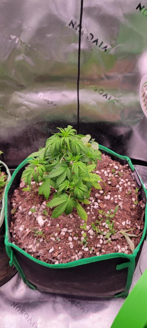 Banana Purple Punch RF3🍌👊. Week 4