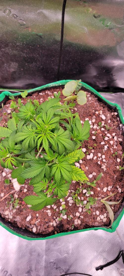 Banana Purple Punch RF3🍌👊. Week 4