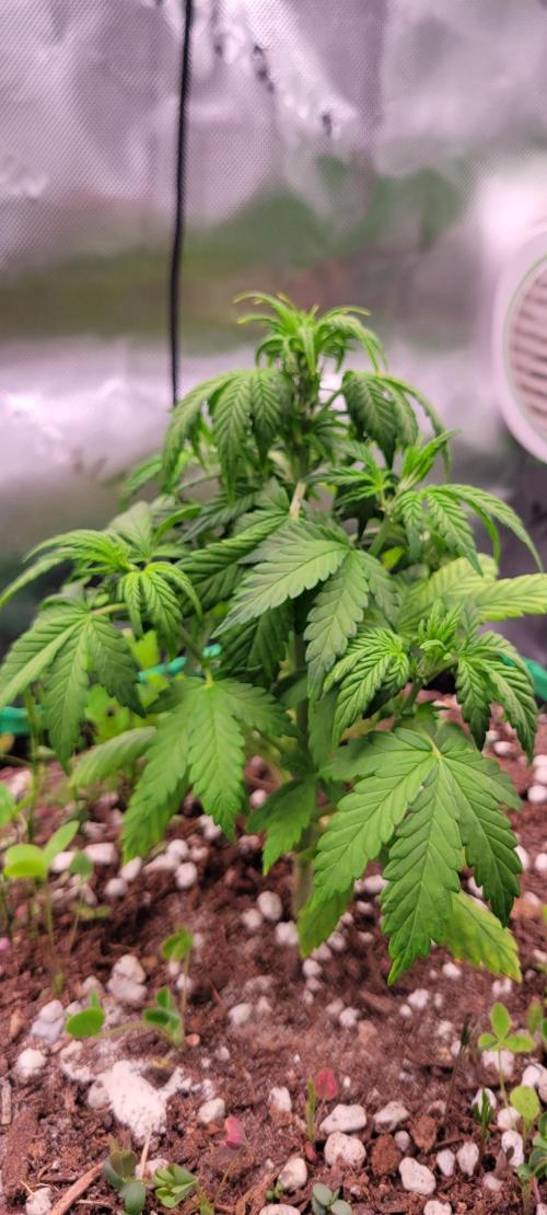 Banana Purple Punch RF3🍌👊. Week 4