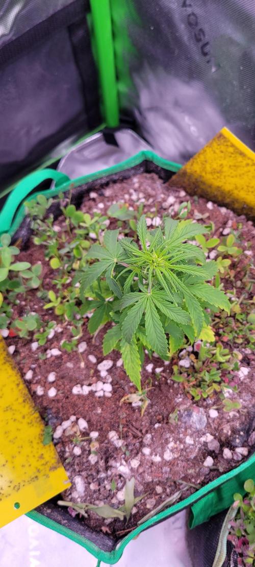 Grape Ape F1 Zamnesia. Week 4