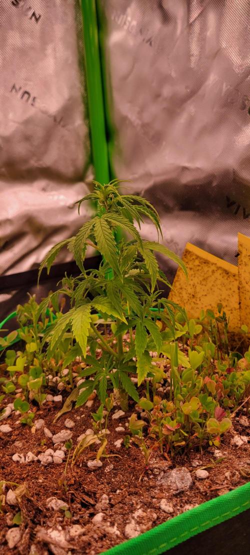 Grape Ape F1 Zamnesia. Week 4