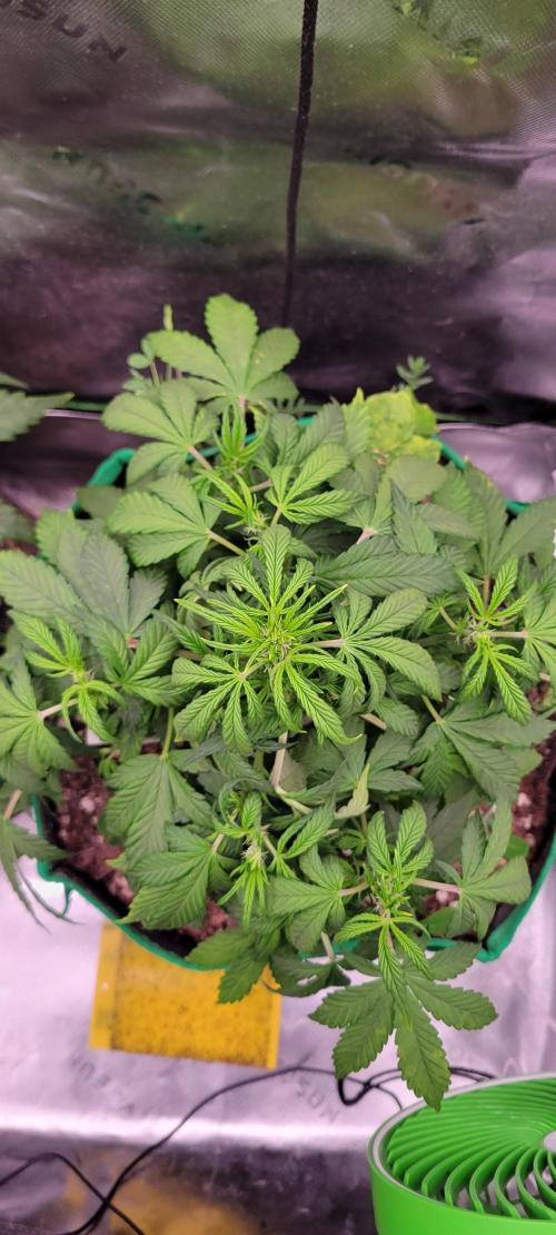 Banana Purple Punch RF3🍌👊. Week 5