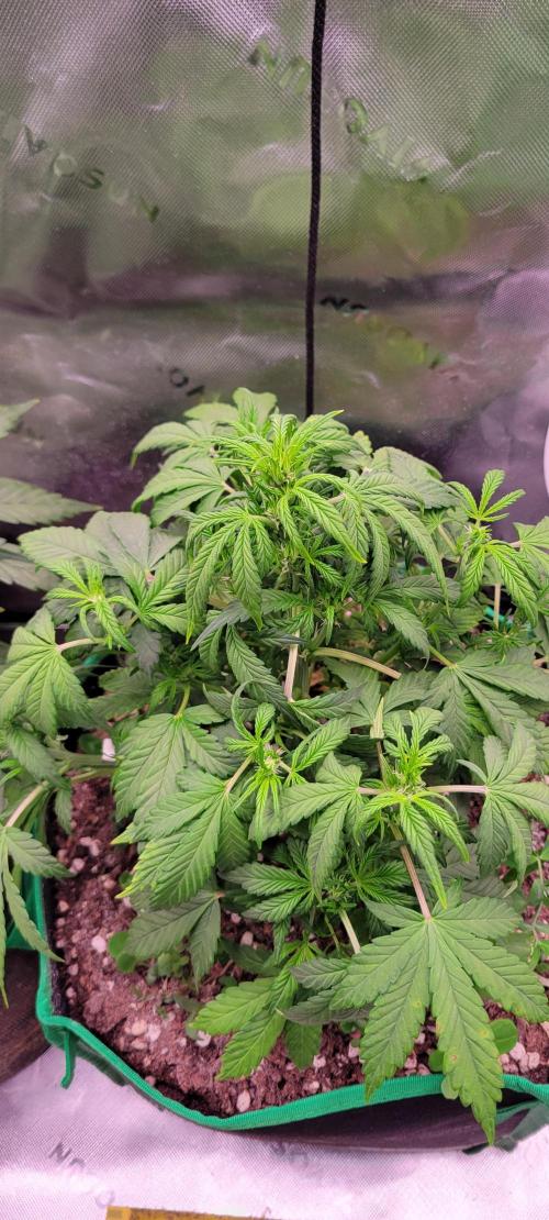 Banana Purple Punch RF3🍌👊. Week 5