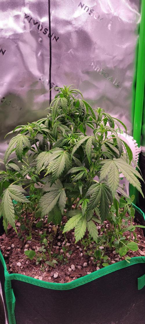 Banana Purple Punch RF3🍌👊. Week 5