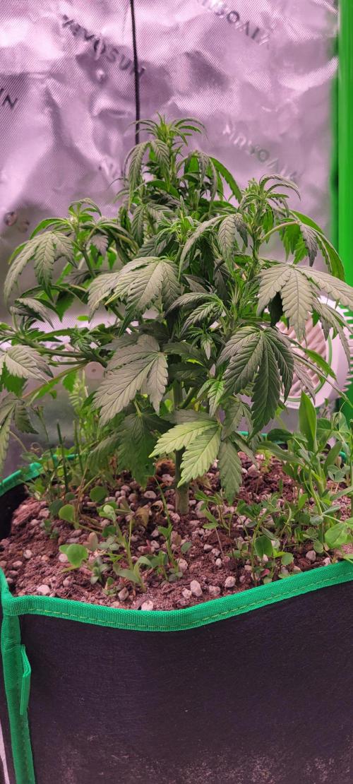 Banana Purple Punch RF3🍌👊. Week 5