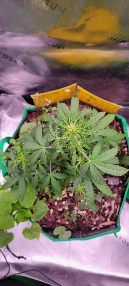 Grape Ape F1 Zamnesia. Week 5