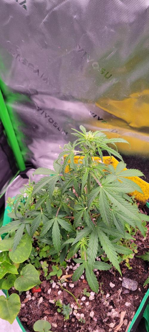 Grape Ape F1 Zamnesia. Week 5