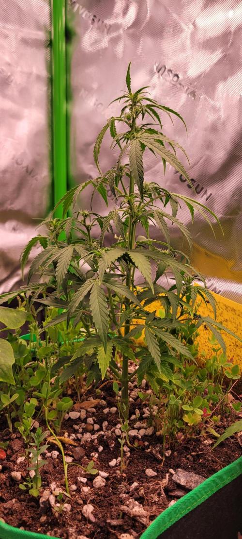 Grape Ape F1 Zamnesia. Week 5